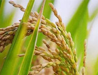 水稻为什么种在水里不会烂根？它是有氧呼吸还是无氧呼吸